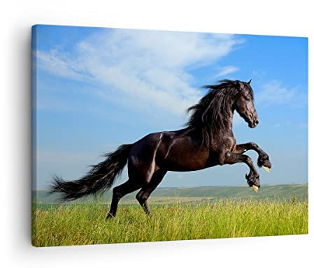 Bilder auf Leinwand Schwarzes Pferd Pferd Galopp Leinwandbild 70x50cm Wandbilder Dekoration Wohnzimmer Schlafzimmer Küche Deko Klein Wanddeko Bild Wand Kunstdruck Art Wall Decor Canvas AA70x50-0495
