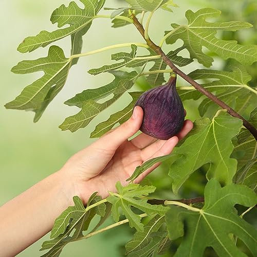 100 pcs feigenbaum kaufen samen - obstbäume deko pflanzen bio saatgut feigen feige,Ficus carica, säulenobstbäume hochbeet balkon exotische samen spalierobst plant dekopflanzen obstbäume