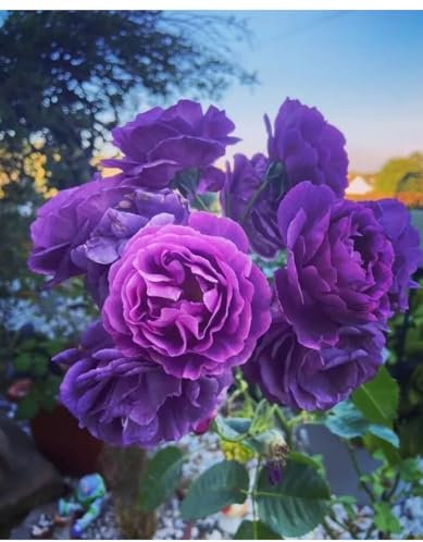 Minerva Strong Fragrant Purple/Deep Lilac Minerva Hybrid Tea Bush Rose in A 3 Litre Pot