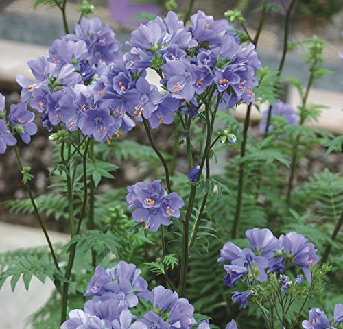 Polemonium Viscosum 'Blue Pearl/Whirl' Perennial Plug Plants Pack x 6