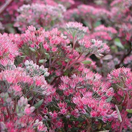 6 x Fettblatt 'Robustum' - Sedum 'Robustum' (= 'Ruby Glow') Topf 9x9cm: Robuste Fetthenne mit rötlichem Glanz