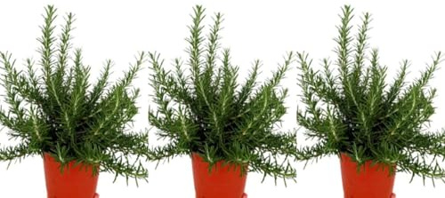 Pack de 3 Plantas Romero Rastrero, 20-30 cm | Rosmarinus officinalis prostratus, Planta aromática, Follaje denso