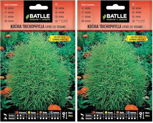Semi di Fiori - Kochia Tricophylla - Cipresso Estivo - Batlle (Confezione da 2)