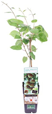 Pianta di Kiwi Baby Pianta di Actinidia Arguta pianta da esterno pianta da frutto pianta ornamentale di Kiwi pianta vera venduta da eGarden.store (Ken's Red Femmina)