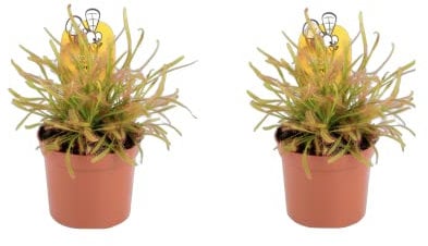 2 x Plants - Sundew - Drosera capensis - Cape Sundew, Carniverous Plant - Hardy Perennial in 9cm Pot