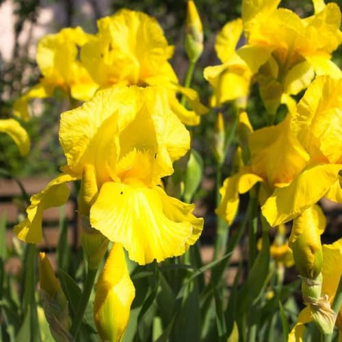 1 x Iris Germanica Yellow – Delightful Sunny Blooms – Summer Flowering Bulb – Provides Sweet Subtle Fragrance – Perennial – for Your Beautiful Garden
