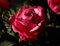 hansepuzzle 21498 - Rote Rose Puzzle 1000 Teile | Natur Puzzle mit hochwertiger Puzzle Aufbewahrung: Kartonbox und Wieder verschließbarem Beutel | Puzzle-Maße: 60 x 46 cm