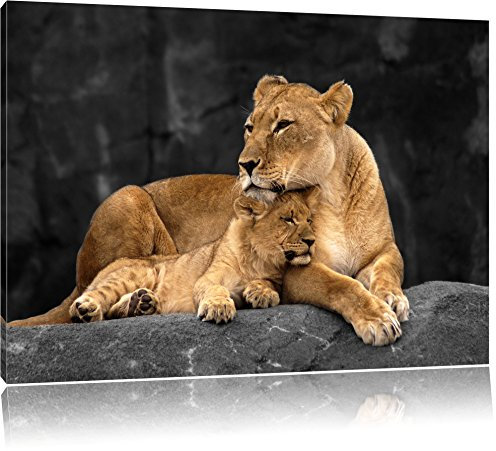 Pixxprint Löwe Löwenjungen, Größe: 80x60cm, Leinwandbild, fertig gespannt, Wandbild, Dekoration, Kunstdruck, kein Poster