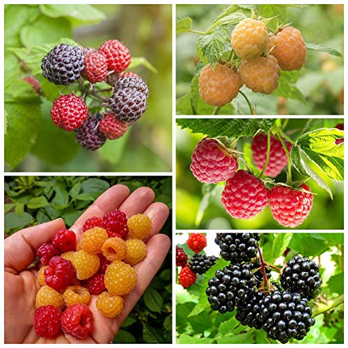 Himbeeren Pflanzen Samen ObstbäUme Obst Frisch Baum Himbeere SäUlenobst Baumsamen Garten Pflanzen Winterharte Balkonpflanzen Geschenke FüR Gartenfreunde Bio Saatgut Obstbaum 300 Himbeeren Samen