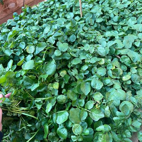 semillas de berro orgánicas perennes - Las semillas de hortalizas para plantas de balcón son resistentes. semillas de berro Regalos de verduras de balcón para los amantes del jardín. 10pcs