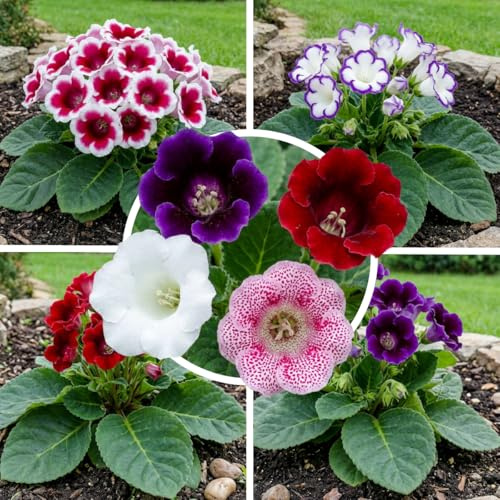 FLORIUM Gloxinie Kollektion (5 Zwiebeln), 5 Sinningia Sorten, 1 knolle von jeder Farbe, Ideal als Zimmerpflanze, Topf und Gartenpflanze, Blumenzwiebeln Mischung aus Holland