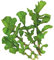 VISA STORE ROQUETTE Sad - ROQUETTE 5000 graines - Hardy - Pas de givre - 45 jours