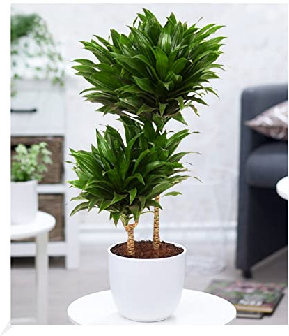 BALDUR Garten Dracena Compacta ca. 55 cm hoch, 1 Pflanze, Dracaena fragrans, Luftreinigende Zimmerpflanze, Grünpflanze, mehrjährig - frostfrei halten