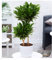 BALDUR Garten Dracena Compacta ca. 55 cm hoch, 1 Pflanze, Dracaena fragrans, Luftreinigende Zimmerpflanze, Grünpflanze, mehrjährig - frostfrei halten