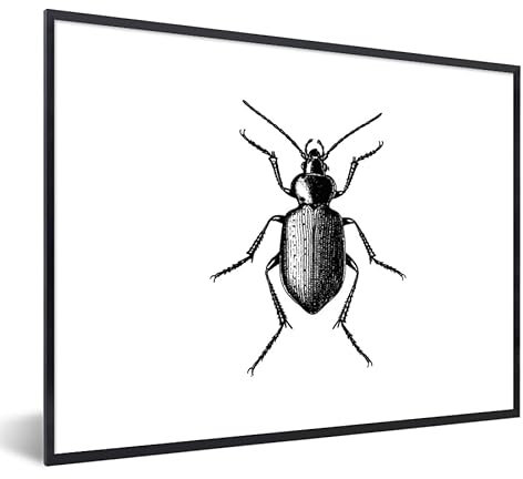 MuchoWow Poster Bilder Wanddeko Deko Wohnzimmer 80x60 cm Käfer - Tiere - Vintage - Schwarz und weiß