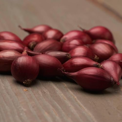 Oignons de plantation d'hiver Red Baron (500 g), oignon de légume doux et épicé, oignon de plantation de haute qualité des Pays-Bas (pas de graines), taille des oignons de plantation 14-21 mm