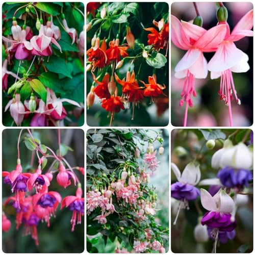 500 pcs fuchsien baum samen - bonsai topf kräutergarten geschenk pflanzen für draußen winterhart Fuchsiensamen flowers hochbeett deko pflanze bienen wiese garten geschenke