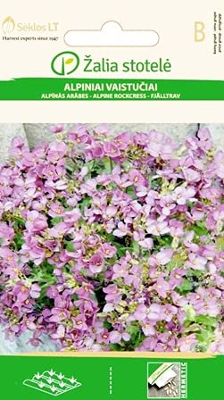 Seklos LT | KAUKASISCHE GÄNSEKRESSE | Mehrjährige Zierpflanze | Frühe Blütezeit | Pflanze samen | 1 Pack