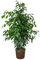 DECOALIVE Ficus Benjamina Verde Árbol de Interior Natural +100cm de Altura