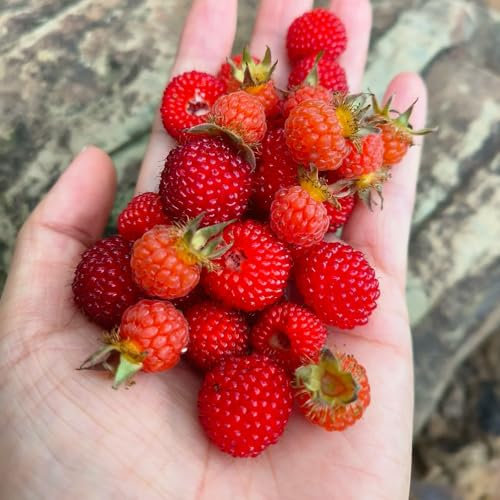 300 pcs Himbeer Samen - Himbeeren Pflanzen säulenobstbäume bonsai topf Himbeerbaum, Brombeeren Pflanzen, dekopflanzen gartenpflanzen obstbäume deko pflanzen bio saatgut obstbäume kaufen