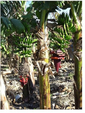 Indische Banane -Musa thomsonii- 10 frische Samen