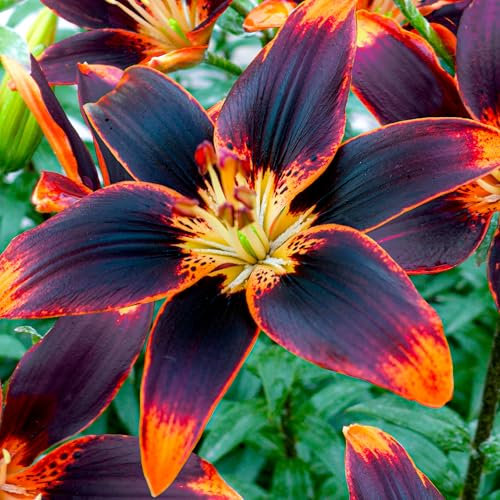 Lilien Zwiebeln Forever Susan - 10 Zwiebeln - Blumenzwiebeln Frühling - Sommerblumen mehrjährig winterhart - Niederländische Qualität - Für Garten und Töpfe - Kübelpflanzen winterhart