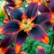 Lilien Zwiebeln Forever Susan - 10 Zwiebeln - Blumenzwiebeln Frühling - Sommerblumen mehrjährig winterhart - Niederländische Qualität - Für Garten und Töpfe - Kübelpflanzen winterhart
