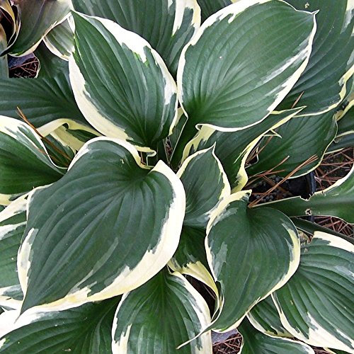 Hosta Patriot Plantain Lily Hardy Outdoor Deciduous Flowering Perennial Garden Plants in Plant Pot (3 Litre Pot, 30-40cm)