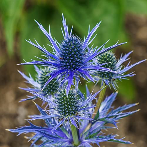 You Garden - 2 x Sea Holly Eryngium planum 'Blue Hobbit' in a 9cm Pot - Blue Coastal Plants for Gardens Hardy Wind Resistant Plants in Pots - Perfect in Coastal Gardens