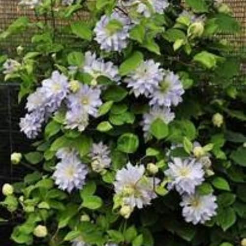 Clematis zwiebeln,Winterharte Mehrjährig pflanzen,Clematis winterhart Immergrün,clematis winterhart mehrjährig pflanzen,clematis onion,clematis waldrebe,clematis hellblau.-15zwiebeln-E