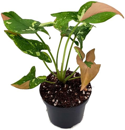 Fangblatt - Syngonium 'Red Spot Tricolor' - seltene Purpurtute im Ø 12 cm Topf - außergewöhnliche Grünpflanze