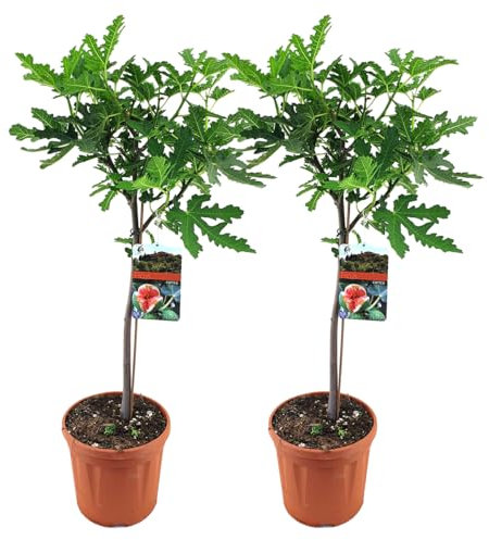 Ficus Carica - Figuier - Lot de 2 plantes de jardin, résistantes au froid, pluriannuelles, diamètre : 21, 80, 90 cm