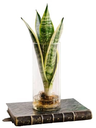 La Green Touch - Sanseviera in idrocoltura - Pianta da interno - Vaso 12 cm, altezza 30 cm