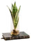 La Green Touch - Sanseviera in idrocoltura - Pianta da interno - Vaso 12 cm, altezza 30 cm