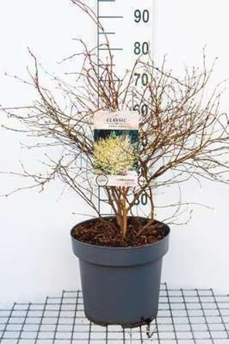 Corylopsis pauciflora - Corylopsis À Petites Fleurs, Faux Noisetier 60-80 cm en pot