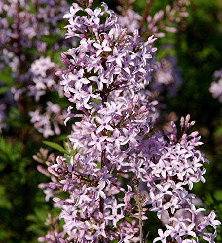 Hochstamm Afghanischer Flieder 80-100cm - Syringa afghanica