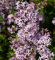 Hochstamm Afghanischer Flieder 80-100cm - Syringa afghanica