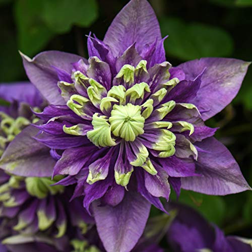 Clematis Taiga Clematis Florida Taiga Old Man’s Beard Hardy Shrub Exotic Show Stopping Climber Ideal for Walls, Fences and trellises Easy to Grow and Maintain 3 x 9cm Pots by Thompson and Morgan