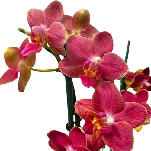 Premium Scented Multiflora Live Orchid Plant -Tiger Leaves Variegated Fragrant Indoor Orchid Plant 12cm Pot Tropical Flowering Houseplant Easy Care & Air Purifying 35-45CM Pet Friendly (Pink Nectar)