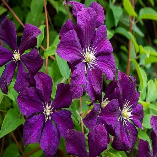 100 Stück lila Clematis-Blumensamen