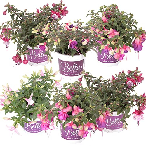 Bloomique - 6er-Mix - Hängende Fuchsien-Mischung - Glockenblume - Farb-Mix - Beetpflanzen - Gartenpflanzen - Höhe 15-20 cm - Topf 10,5 cm
