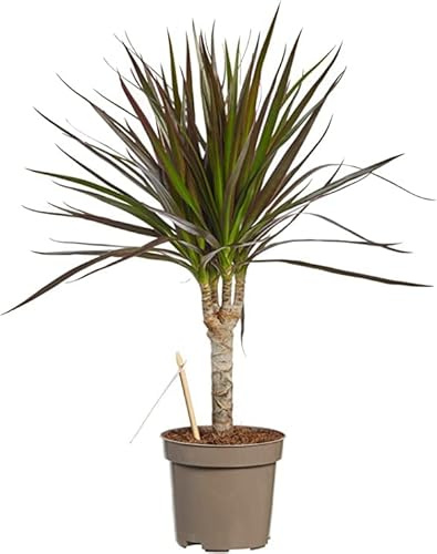 Drácena Natural Planta de Interior de Fácil Cuidado