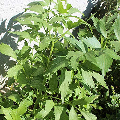 Liebstöckel, Maggikraut Samen, Levisticum officinale