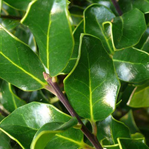 Ilex Aquifolium 'J.C. Van Tol'- Houx 'J.C. Van Tol' 40-60 cm en conteneur