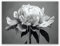 HOQIU Peinture Sur Toile En Noir Et Blanc, Peinture abstraite de fleurs toile murale decoration, affiche, Salon Chambre Maison Décorations - 30x40cm Sans cadre(noir et blanc)