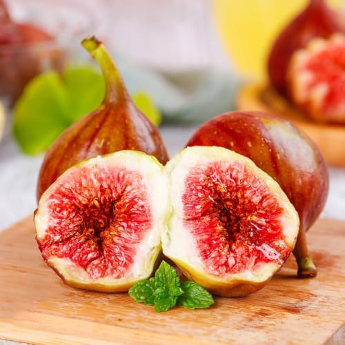 Feigenbaum - geschenke für gärtner zwergobstbäume winterhart obstsamen exotische seltene alte sorten balkongewächshäuser obstpflanzen obstbaum obstbäume kaufen balkonpflanzen 400Samen