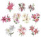 Ideen mit Herz 3-D Motive, ausgestanzt, ca. 7-10 cm, 10 Stück im Beutel | Bilder zum Basteln & Dekorieren | Grußkarten selber machen | Bildmotive für Scrapbooking & DIY-Deko (Elegante Lilien)