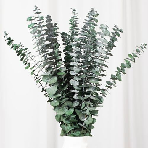 Getrocknete Eukalyptusäste, Packung mit 10 natürlichen echten grünen Eukalyptusblättern, 43 cm erhaltene Eukalyptuspflanze für Hochzeiten, Blumenarrangements, Raumduft und Vasen-Dekoration