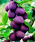 Säulen-Pflaume Viola, Säulenpflaumen Baum ca.180 cm. imTopf