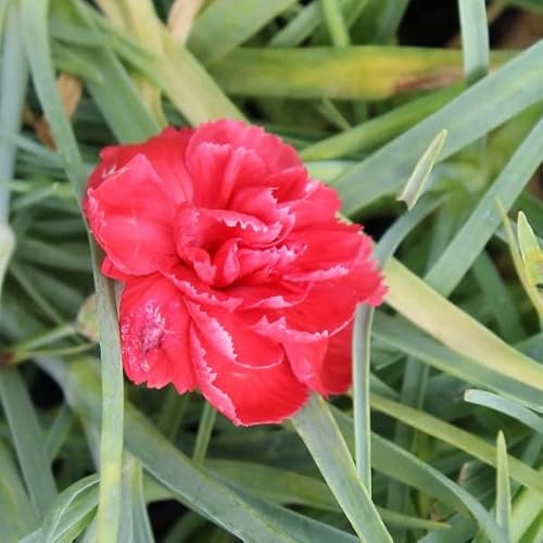 6x Œillet mignardise 'David' - Dianthus Plumarius ‘David’ - Godet 9x9cm